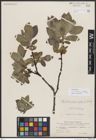 Foto von Salix borealis Fr. x Salix glauca var. appendiculata Wahlenb.
